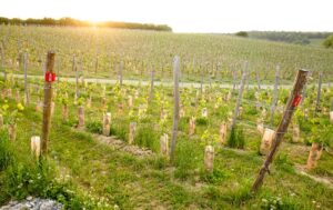 © Vignoble du Château de Bousval