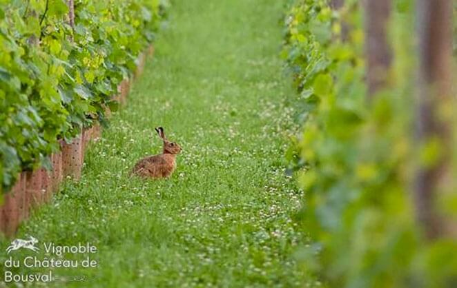 © Vignoble du Château de Bousval
