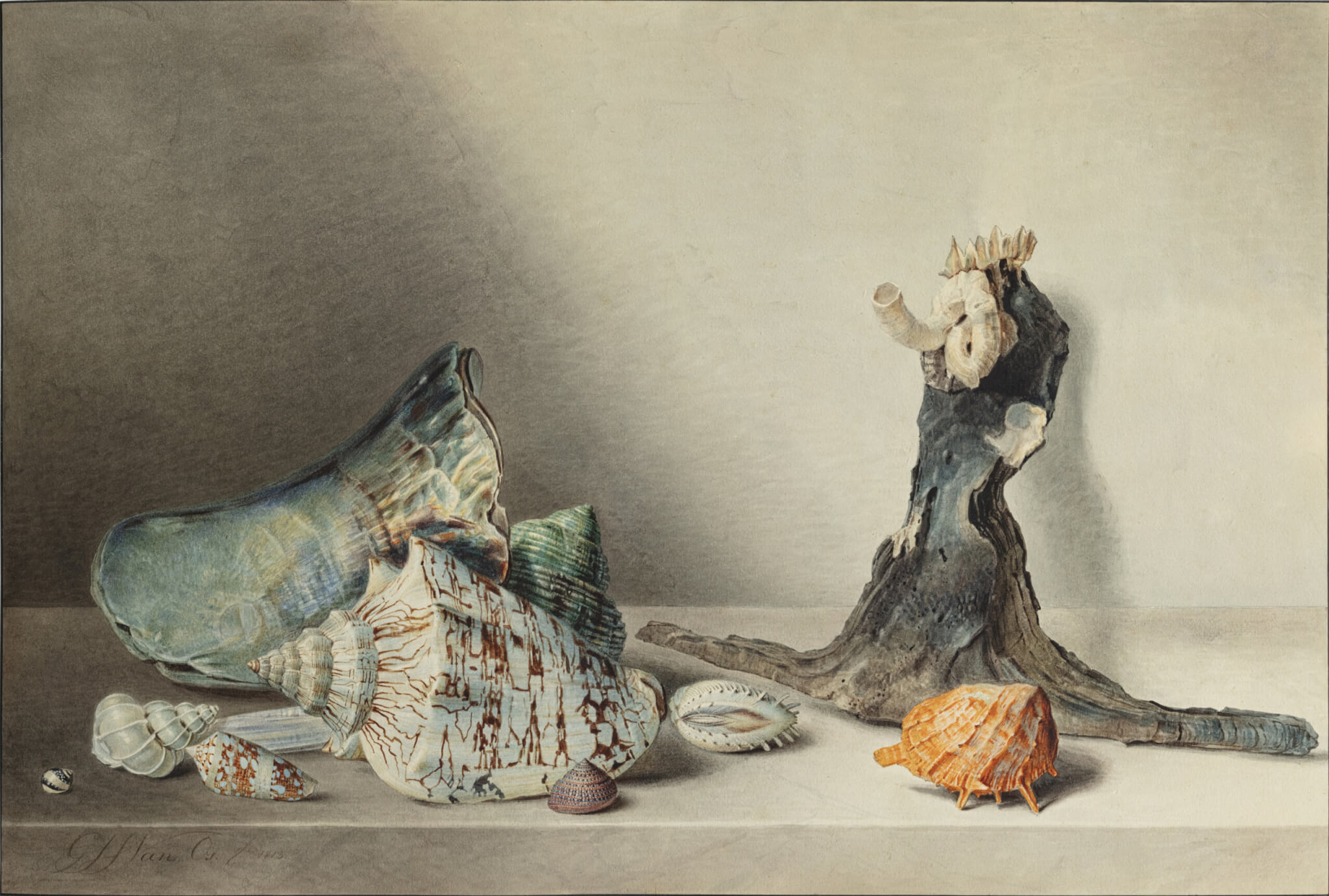 Jan van Os (1744-1808), Nature morte aux coquillages.