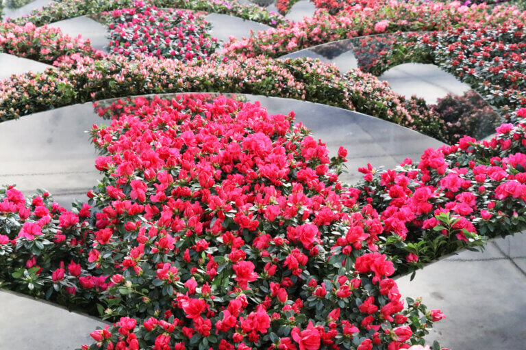 Une composition florale des Floralies Gantoises