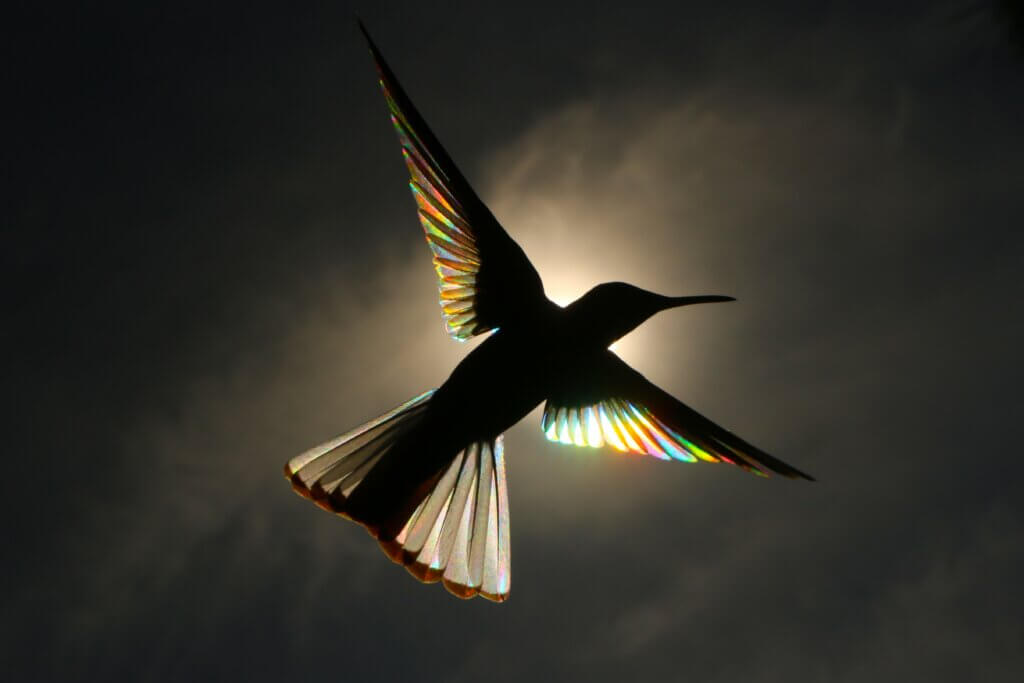 Une photo du Wildlife Photgrapher of the Year