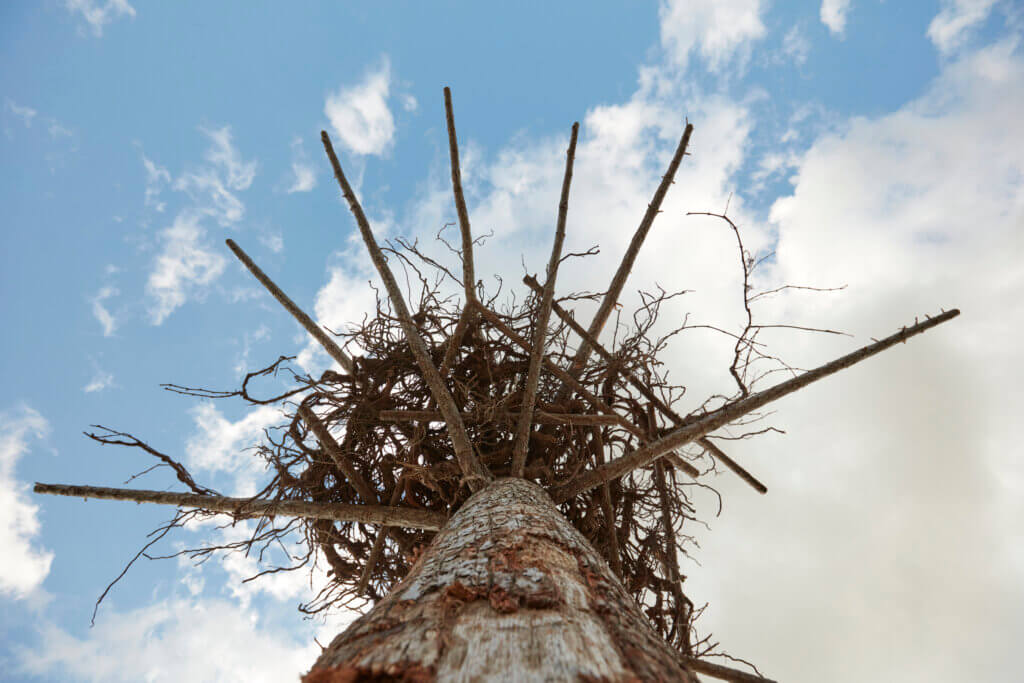 Ruinart_Nils_Udo_Copyright_Romain_Guittet_43